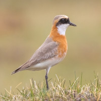 Siberian Sand Plover